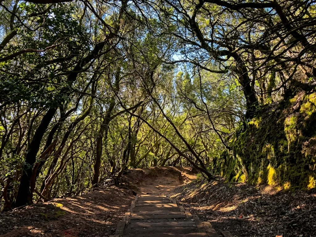 Trail with wooden steps through moss-covered laurel forest in Anaga