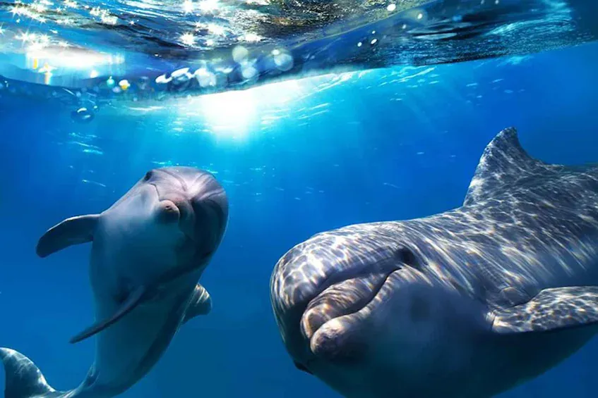 Bottlenose dolphins swimming in clear Atlantic water