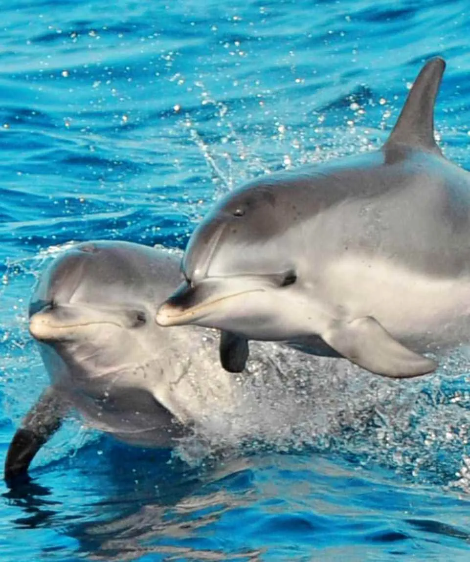 Two bottlenose dolphins leaping off the south coast of Gran Canaria