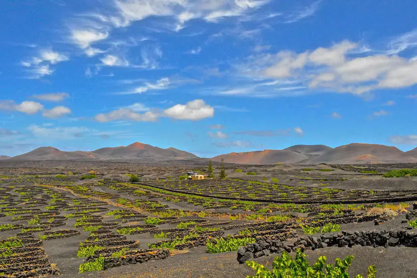 The vineyards of La Geria below the volcanoes