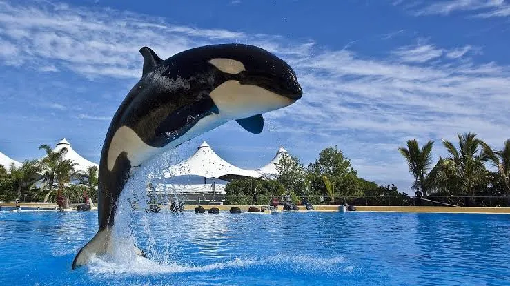 Orca leaping during a show at Loro Parque, Puerto de la Cruz, Tenerife
