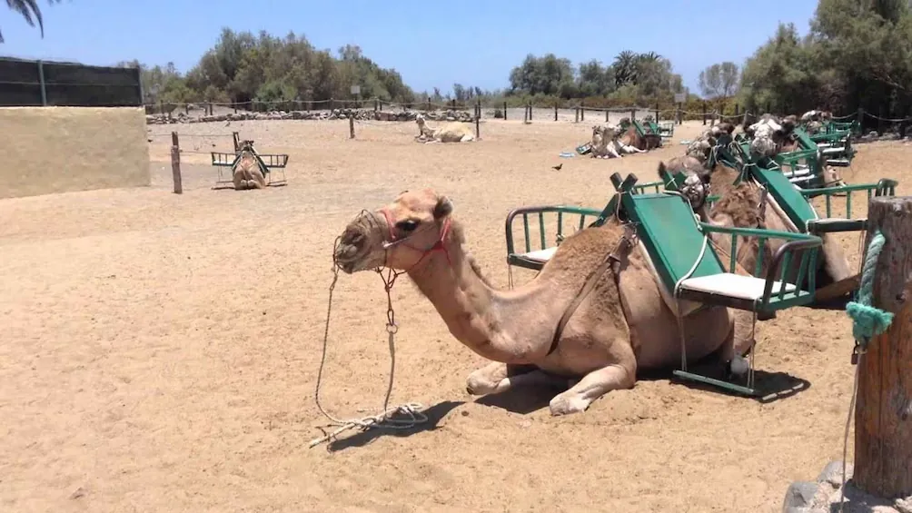 Camel ride in the Maspalomas dunes, Gran Canaria