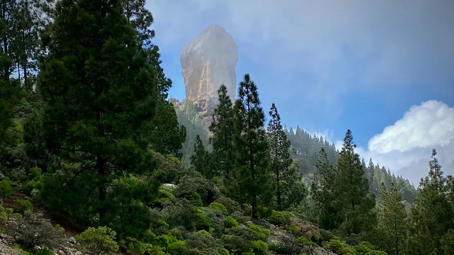 Roque Nublo rising above the pine forest of the Tejeda highlands, Gran Canaria