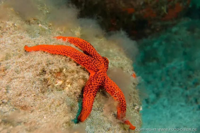 Red starfish on a volcanic reef off La Palma