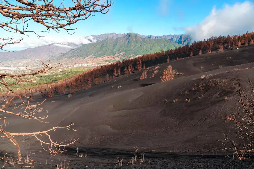 Ash fields and burnt pines near the Tajogaite volcano