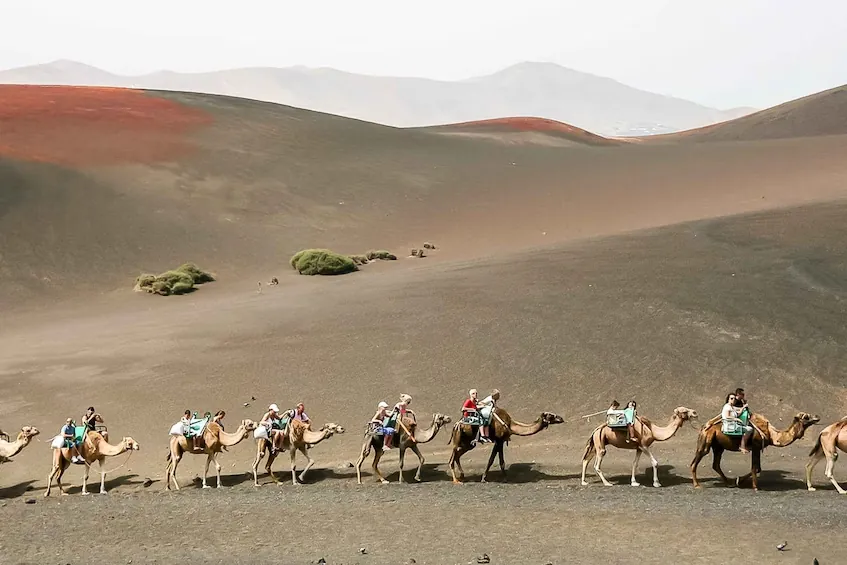Camel caravan crossing the volcanic slopes near Timanfaya
