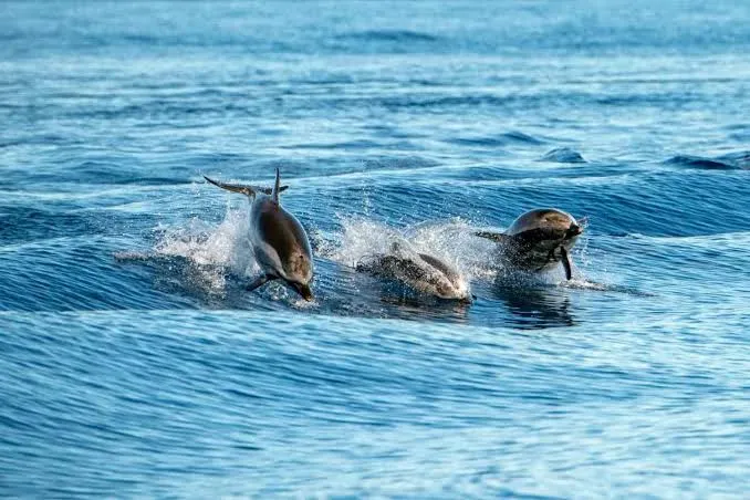 Dolphins leaping in the wake of a whale watching boat off Costa Adeje, Tenerife