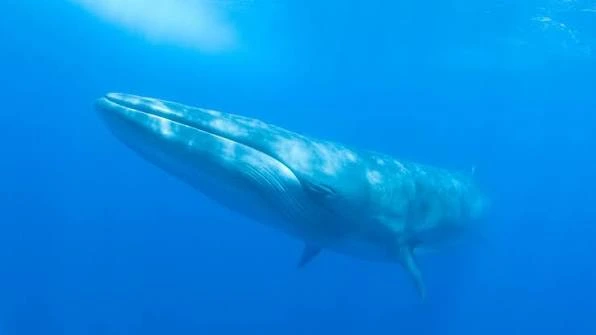 Whale watching boat off the coast of Puerto de Mogán, Gran Canaria